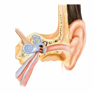 ear2-300x300 Тимпанопластика в клинике Шнайдер